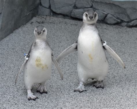 Baby Penguins Aquarium Of The Pacific The La Beat