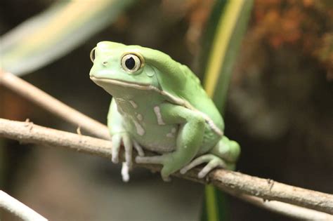 Waxy Monkey Tree Frogs A Guide And Care Sheet Amphibian Life