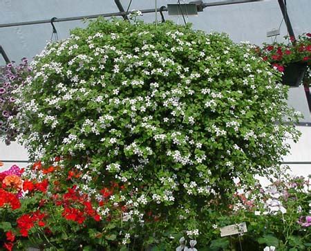 El techo, es solo uno de los existen gran variedad de plantas colgantes, de colores, formas, tamaños y texturas muy diferentes. Hanging Baskets - stcflowersale