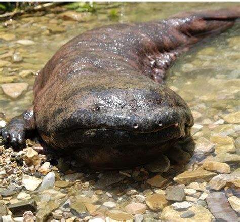 The Chinese Giant Salamander Andrias Davidianas Is The Worlds