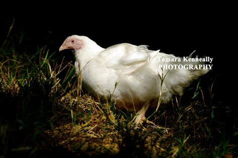 Broiler Chickens Tamara Kenneally Photography