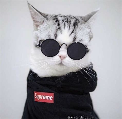 Cute White And Grey Kitty Cat Wearing A Supreme Black Hoodie And