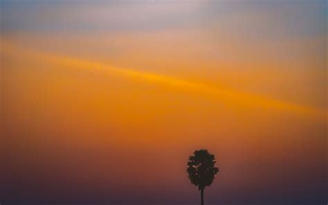 Download Wallpaper 3840x2400 Tree Silhouette Sunset Dark Minimalism
