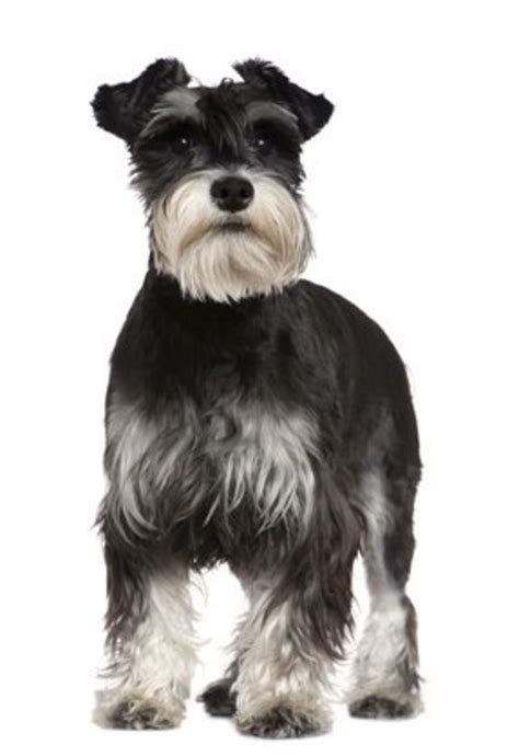 How To Enjoy Your Schnauzer And Eliminate Problems Pethelpful