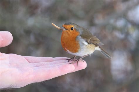 Translationa theory that postulates that investors prefer. PC Wanderings: A bird in the hand.....