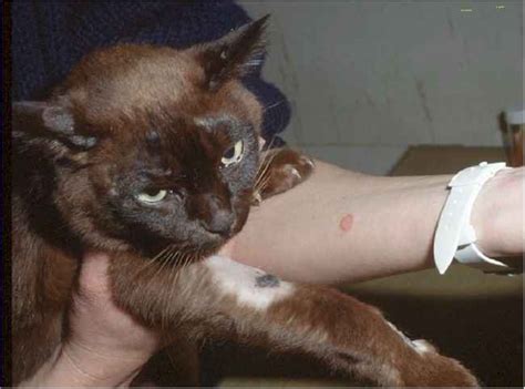 Tie a knot where the tail of the rope slips back through theknot's center leaving a loop on the opposite side. Cat Losing Hair Causes, Solutions and Treatment
