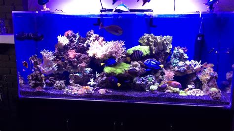 225 Gallon Saltwater Lps Coral Reef Aquarium With Black Hawaiian Sand