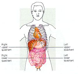 Abdominal quadrants and organs diagram wiring diagram echo. Abdominal Pain, Chronic or Recurrent - Gluten Free Works ...