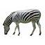 Zebra PNG Transparent Background Image For Free Download 1 