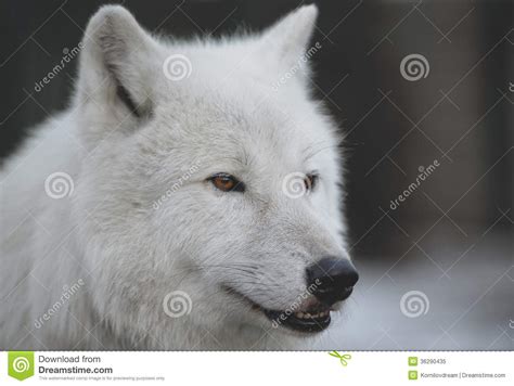 Arctic Wolf Canis Lupus Arctos Aka Stock Image Image 36290435