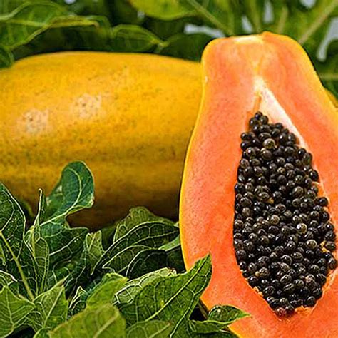 Fresh Papaya Nature Agrotech