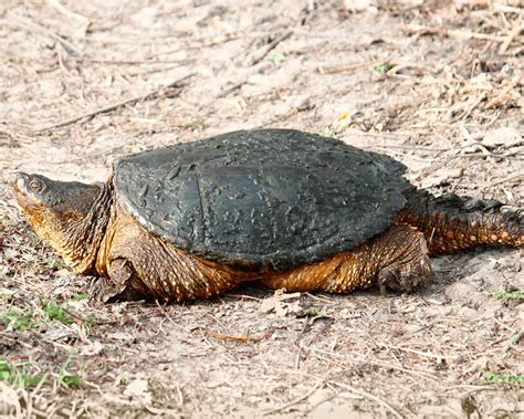 Common Snapping Turtle Chelydra Serpentina Tualatin Soil And Water