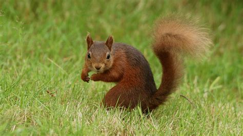 Brown Squirrel On Green Grass Field During Daytime Red Squirrel Hd