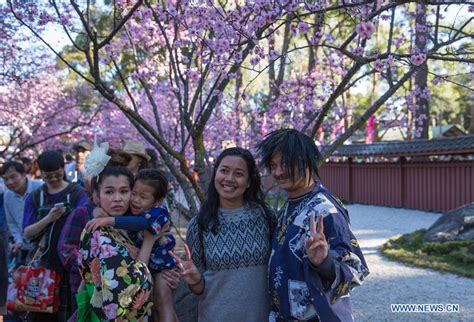 Sydney Cherry Blossom Festival Attracts Crowds China Org Cn