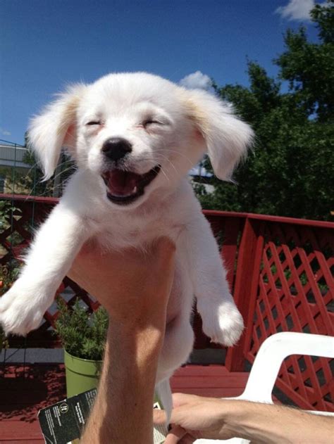 20 Quotes About Dogs That Will Make You Laugh Smile And