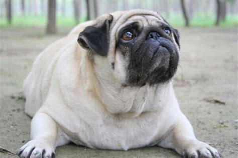 Is My Dog Overweight Your 7 Most Weighty Questions Answered Dr