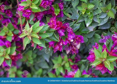 Photography Of Bougainvillea Plant With Pink Flowers In A Garden Stock