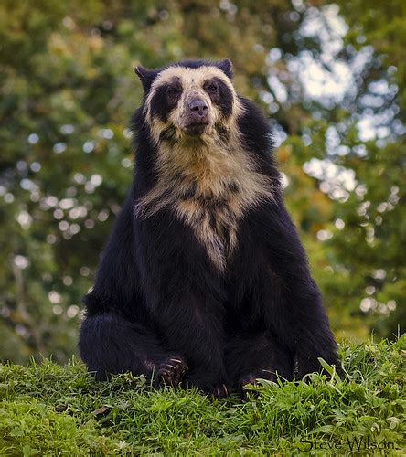 Rare Spectacled Or Andean Bear Photographed At Chester Zoo Flickr