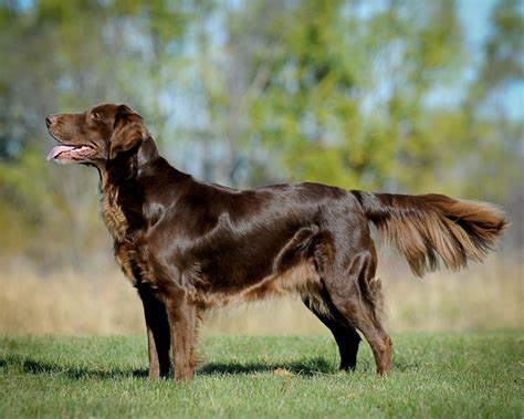 Flat Coated Retriever Breed Guide Learn About The Flat Coated Retriever