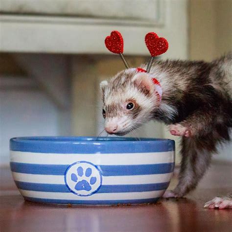 Valentine Photos Valentines Cute Ferrets Rodents Our World