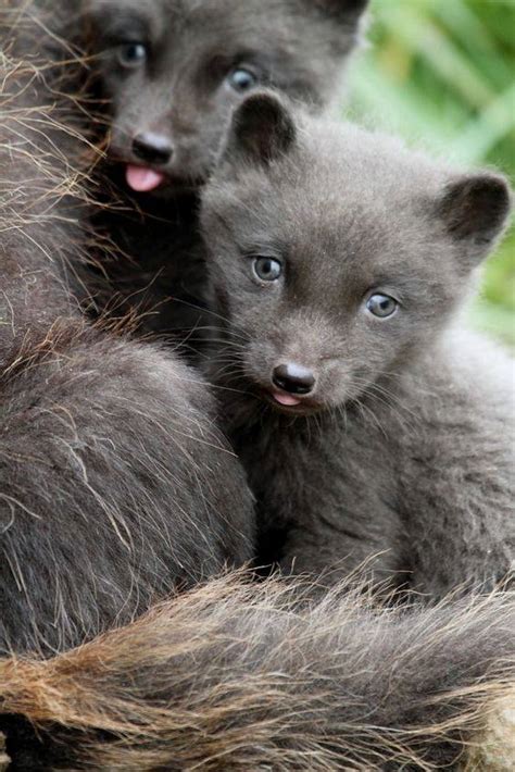 Baby Arctic Fox Black Aww