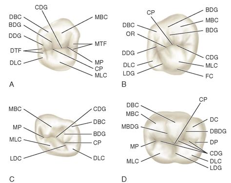 Molar Teeth Anatomy Anatomical Charts And Posters