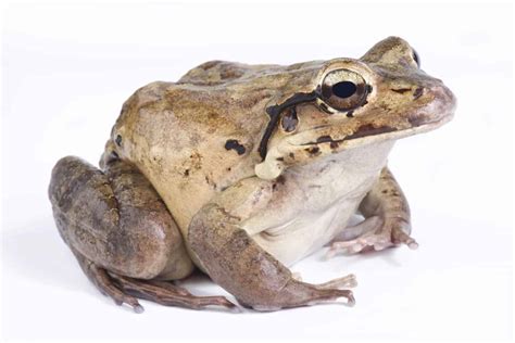 The 10 Largest Frogs In The World In 2024 A Z Animals
