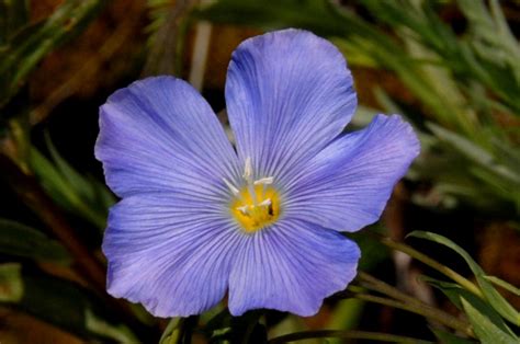 Wildflowers Found In Oregon Blue Flax