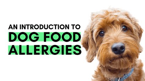 Can Dogs Develop Allergies To Their Food