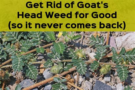 Cats are carnivores and generally use plants to help ease digestion. How to Get Rid of Goat's Head Weeds, Seeds, and Stickers ...