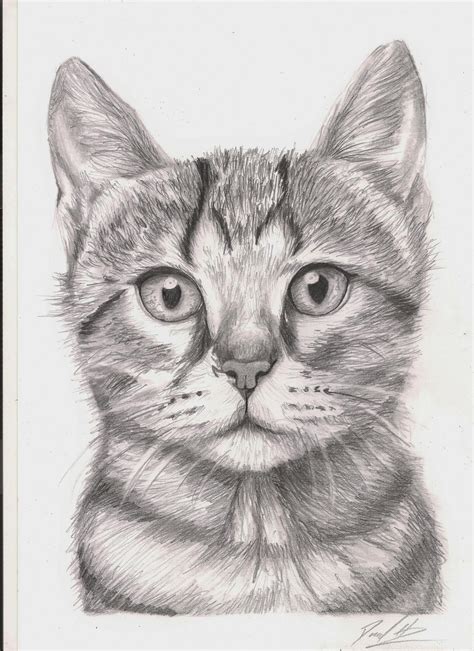 Pencil Art Drawings Cat Seth Feliu