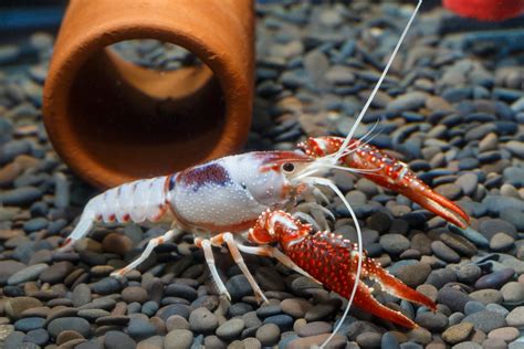 Fish And Aquatic Pets Pet Supplies Aquatic Arts 1 Male Neon Red Crayfish