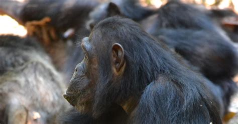 Mother Chimps Are More Social With Sons Than With Daughters Cbs News