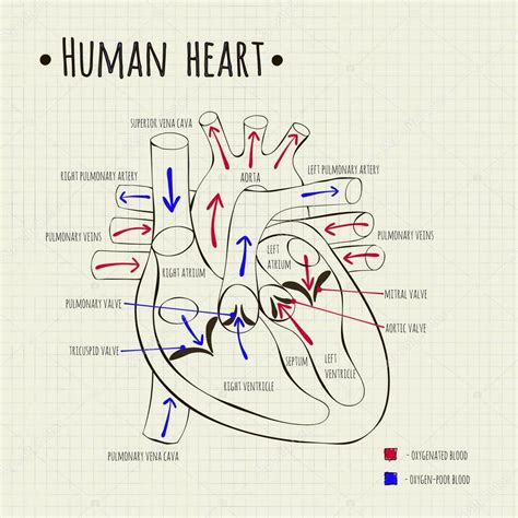 A Human Heart Diagram Stock Vector By ©silbervogel 82126596