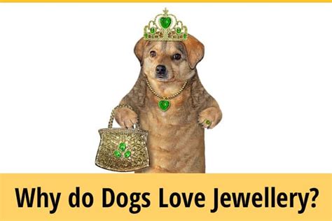 Why Do Dogs Loves Jewelry Rings Necklaces And Bracelets Zooawesome