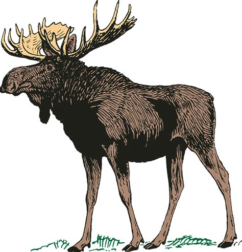 Caribou Transparent Moose Transparent Png Original Size Png Image