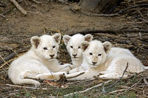 White Lion Cubs Stock Image Z9340722 Science Photo Library