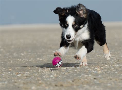 Free Images Beach Play Puppy Border Collie Vertebrate Dog Breed