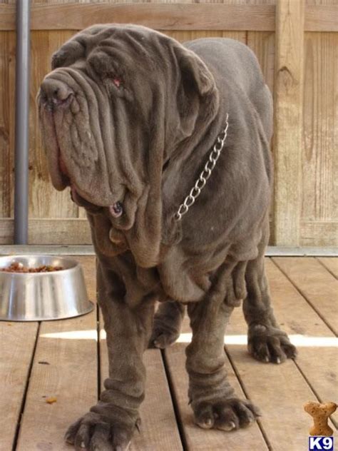 Neapolitan Mastiff I Want Him Giant Dog Breeds Giant Dogs Best Dog