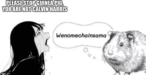 Credits To The Youtuber That Made The Wenomechainsama Guinea Pig Imgflip