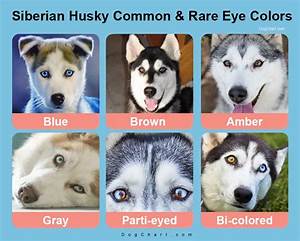 Siberian Husky Eye Color Chart Common Popular Rare