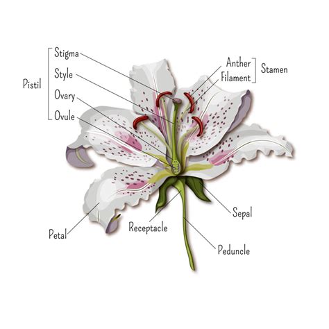 Step Into The Beautiful World Of Flower Anatomy Earth