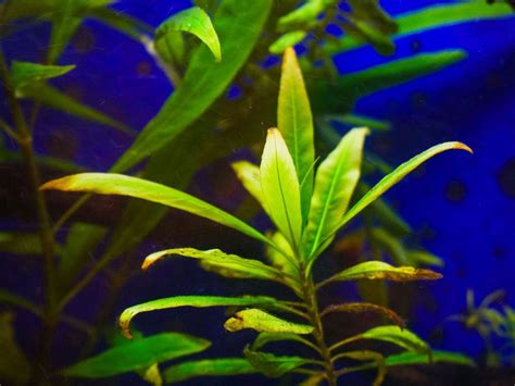 Hygrophila Fish Tank Growing Learn About Hygrophila Aquarium Plants