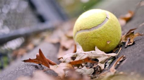 Green Tennis Ball Macro Tennis Balls Leaves Balls Hd Wallpaper