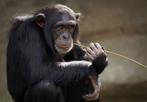 Chimpanzee Monkey Ape Mammal Zoo Primates Portrait Creature Zoo