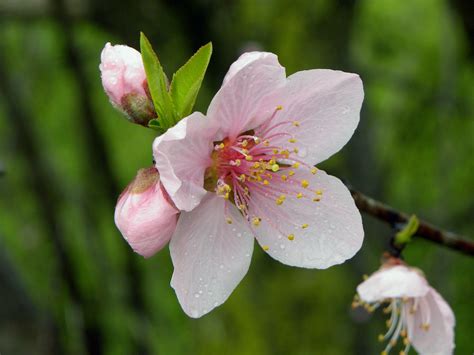 Peach Blossom Birds And Blooms