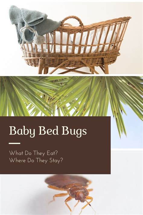 Baby Bed Bugs What Do They Eat Where Do They Stay Pest Survival