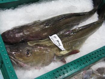 Kabeljau, dorsch, dorschfrom the english. Fisch in Schweden - Fischarten, Fischauktionen, Wissenswertes