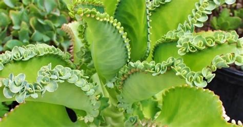 Kalanchoe Propiedades Y Beneficios De Esta Planta Medicinal