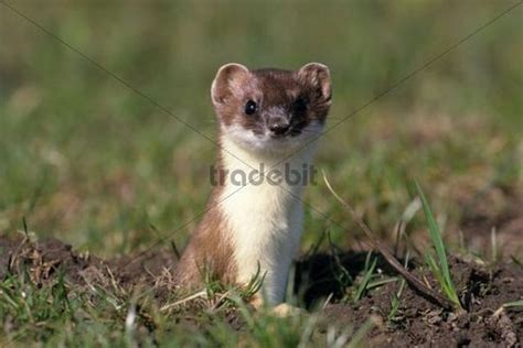 Ermine Or Stoat Or Short Tailed Weasel Mustela Erminea In Its Summe